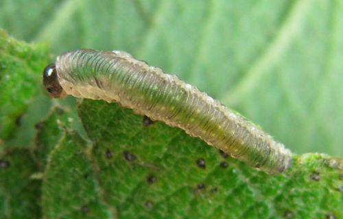 Ametastegia sp.