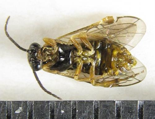 Réf. 227 985 : Pristiphora punctifrons