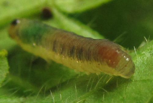 Ametastegia carpini