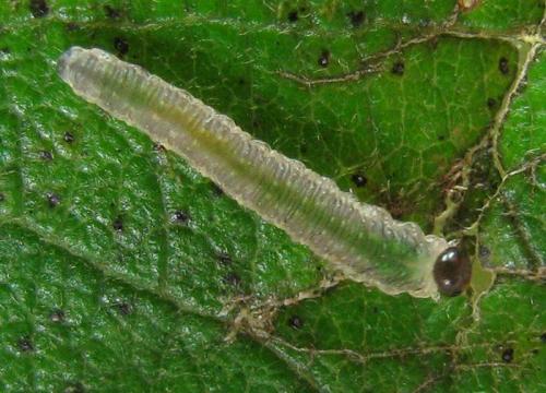 Réf. 227 276 : Ametastegia sp.
