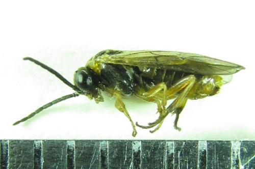 Réf. 227 986 : Pristiphora punctifrons