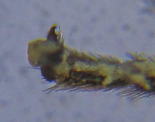 Réf. 227 987 : Pristiphora punctifrons