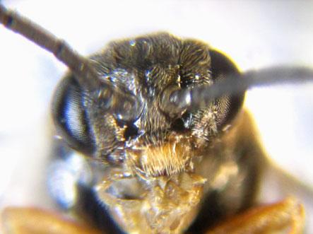 Réf. 227 988 : Pristiphora punctifrons