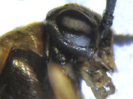 Réf. 227 989 : Pristiphora punctifrons
