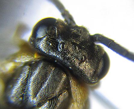 Réf. 227 990 : Pristiphora punctifrons