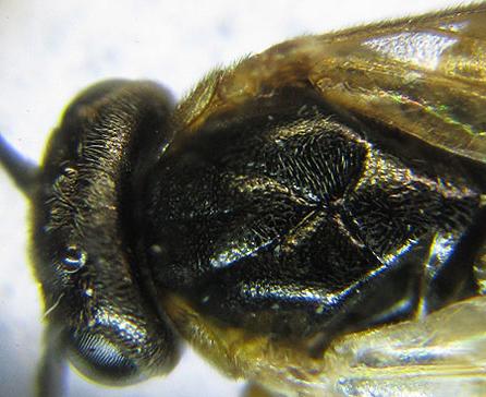 Réf. 227 991 : Pristiphora punctifrons