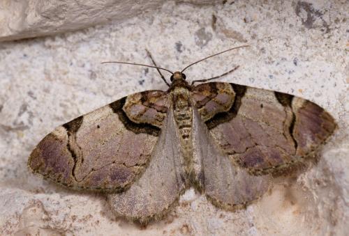 Réf. 227 031 : Anticlea derivata