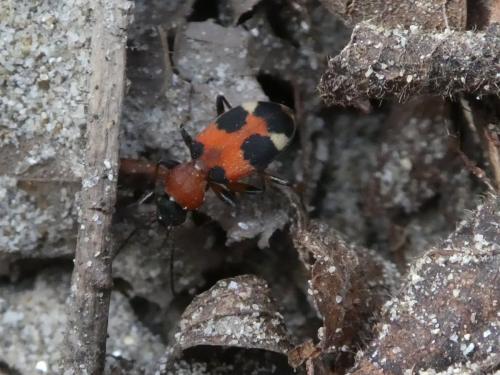 Callistus lunatus