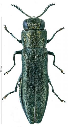 Réf. 227 080 : Agrilus angustulus