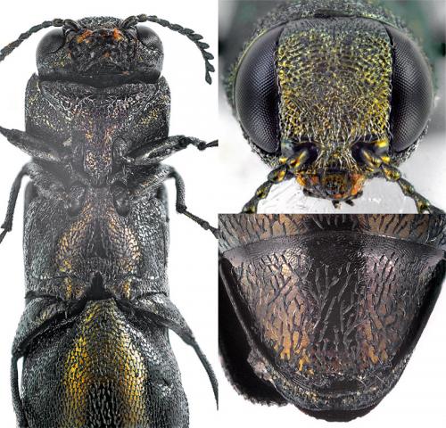 Réf. 227 081 : Agrilus angustulus