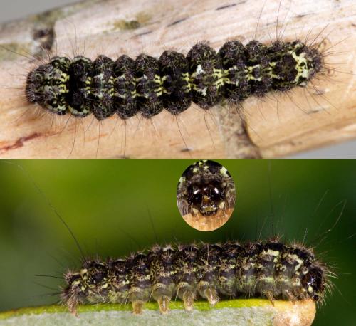 Eilema depressa