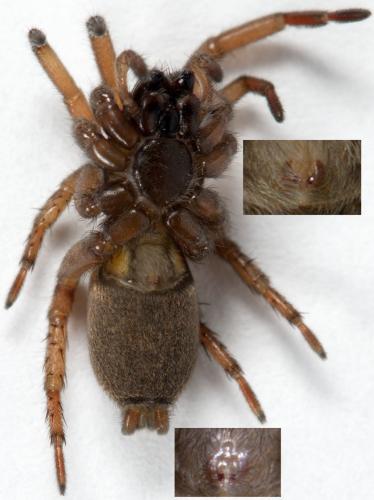 Réf. 227 362 : Haplodrassus sp.