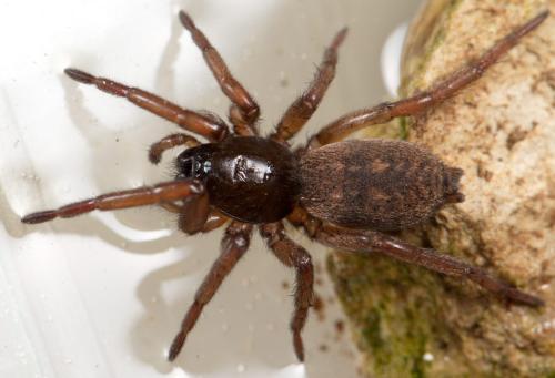 Réf. 227 361 : Haplodrassus sp.