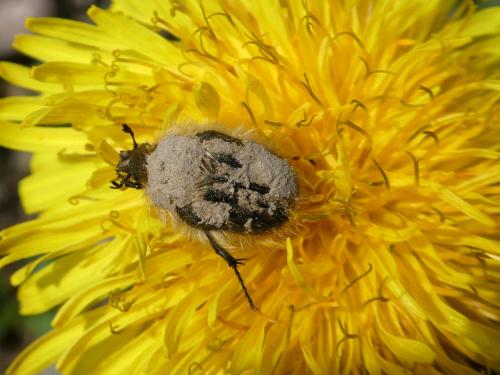 Tropinota hirta