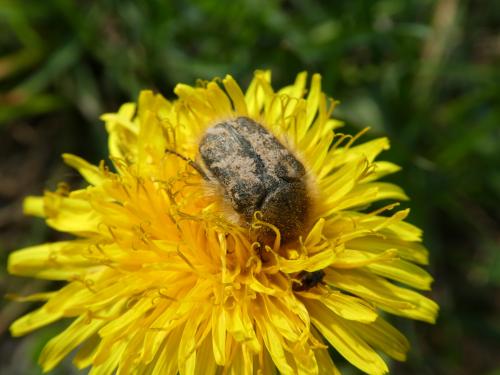 Tropinota hirta