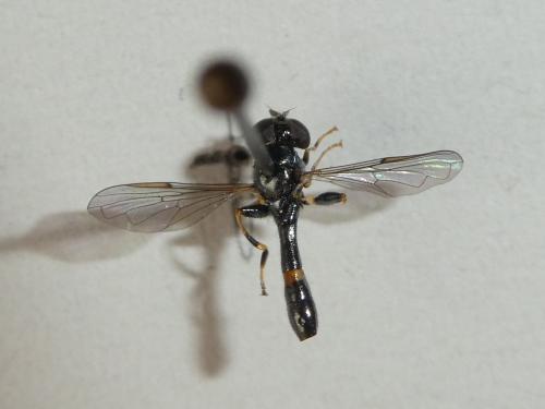 Neoascia meticulosa