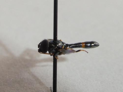 Neoascia meticulosa
