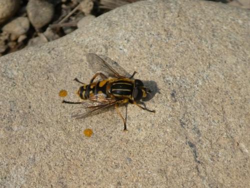 Helophilus pendulus