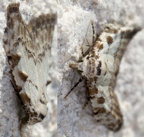 Nola confusalis