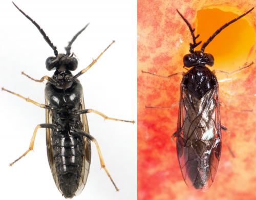 Réf. 227 750 : Cladius pectinicornis