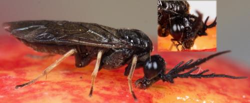Réf. 227 751 : Cladius pectinicornis