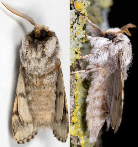 Drymonia ruficornis