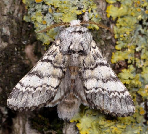 Drymonia ruficornis