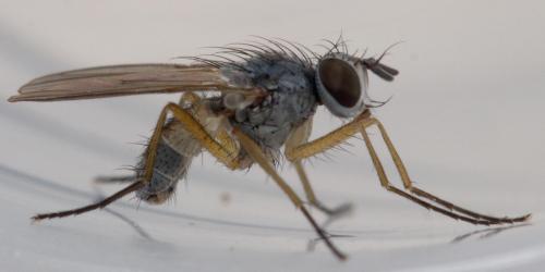 Réf. 227 965 : Coenosia testacea