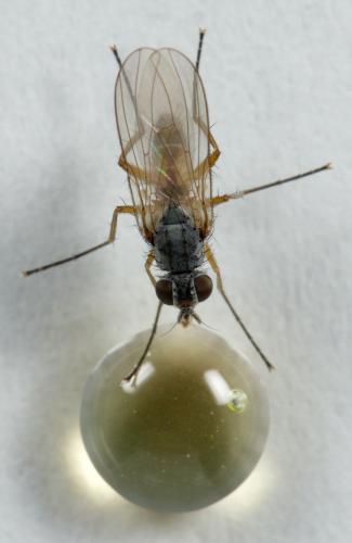 Réf. 227 964 : Coenosia testacea