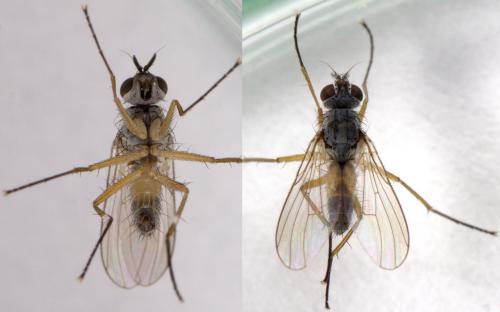 Réf. 227 966 : Coenosia testacea