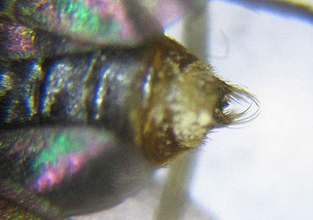Réf. 227 992 : Pristiphora punctifrons