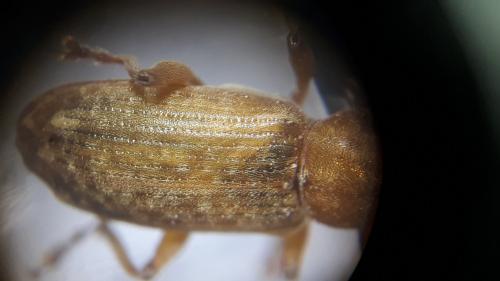 Réf. 227 569 : Dorytomus longimanus