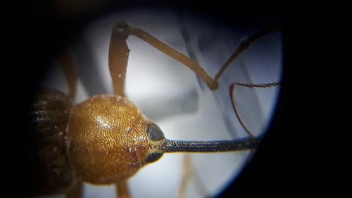 Réf. 227 568 : Dorytomus longimanus