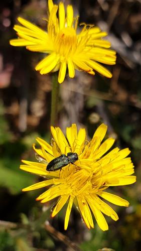 Réf. 227 798 : Anthaxia bedeli