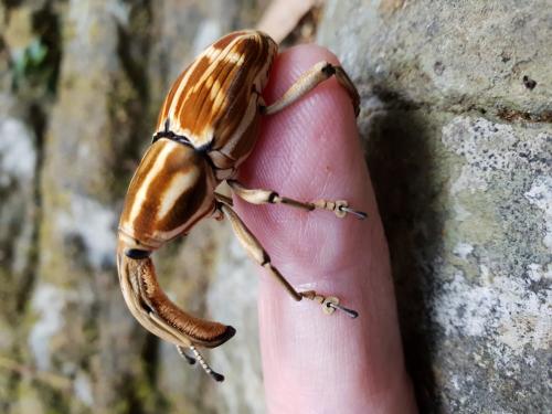 Poteriophorus sp.