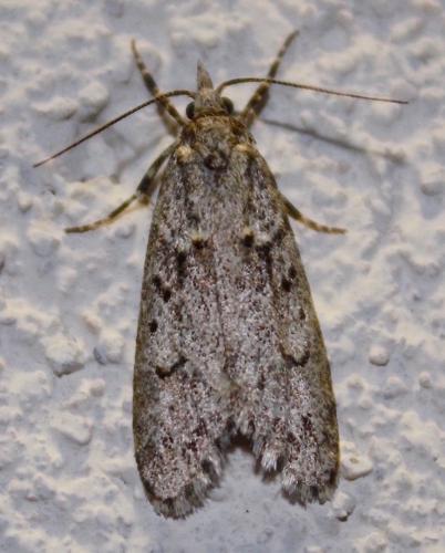 Diurnea fagella