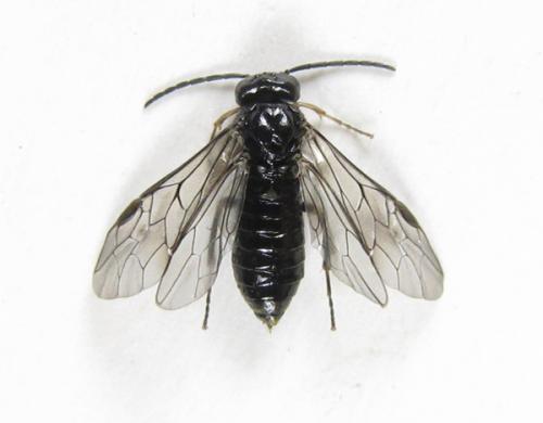 Réf. 227 015 : Monophadnoides rubi
