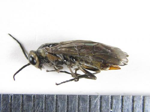 Euura stenogaster