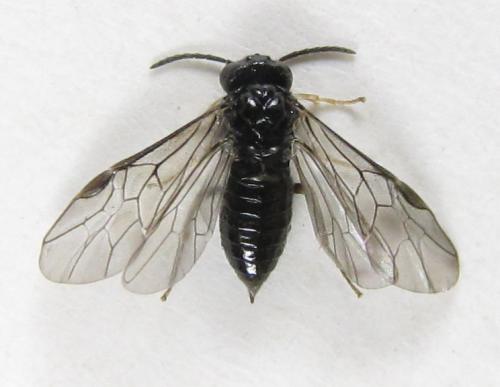 Blennocampa phyllocolpa