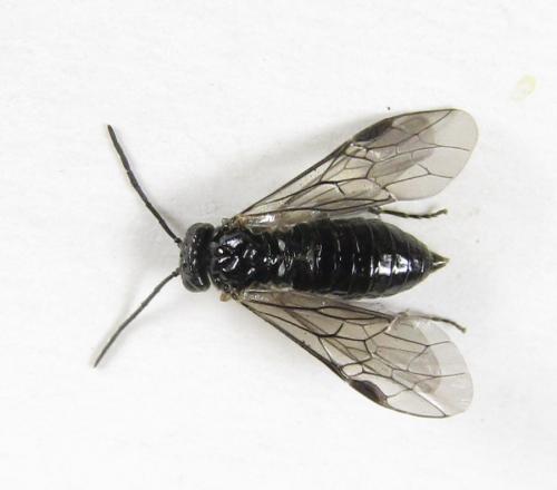 Claremontia tenuicornis