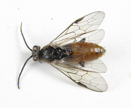 Réf. 227 601 : Euura histrio