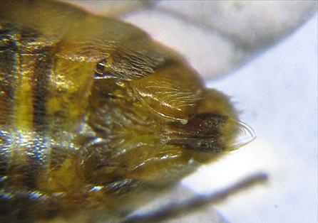 Réf. 227 993 : Pristiphora punctifrons