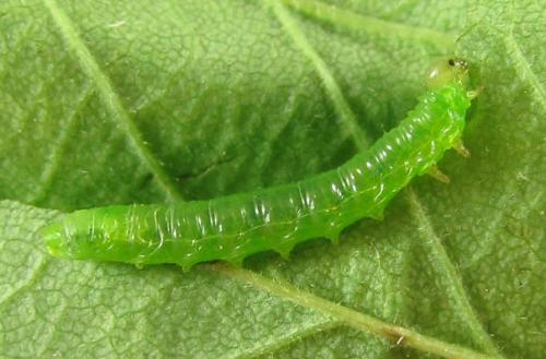 Réf. 227 976 : Pristiphora punctifrons