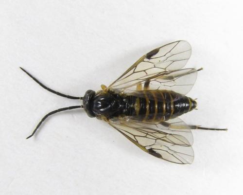 Réf. 227 884 : Pristiphora pallidiventris