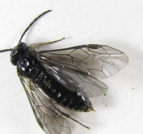 Réf. 227 016 : Monophadnoides rubi
