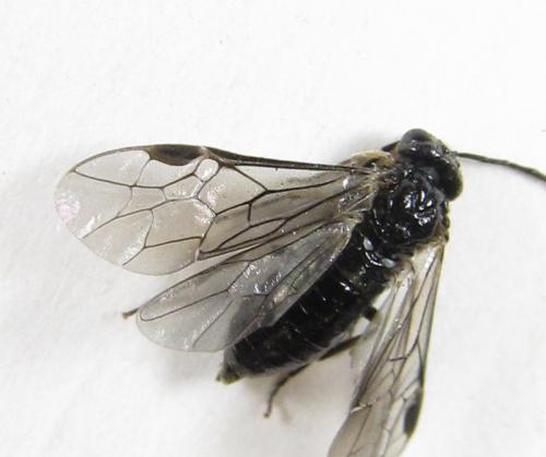 Réf. 227 138 : Claremontia tenuicornis