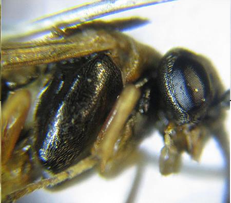 Réf. 227 994 : Pristiphora punctifrons