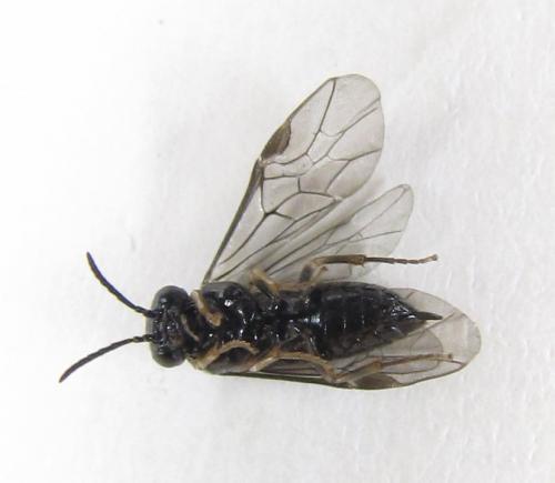 Réf. 227 349 : Blennocampa phyllocolpa