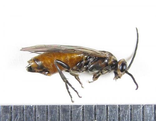Euura histrio