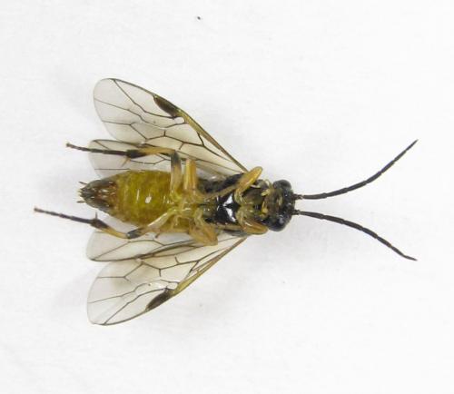 Réf. 227 885 : Pristiphora pallidiventris